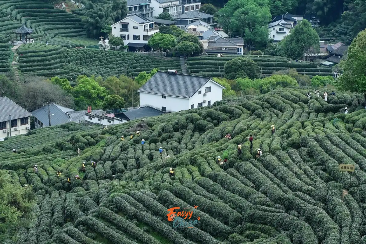 Long trà Long Tỉnh địa điểm du lịch Hàng Châu