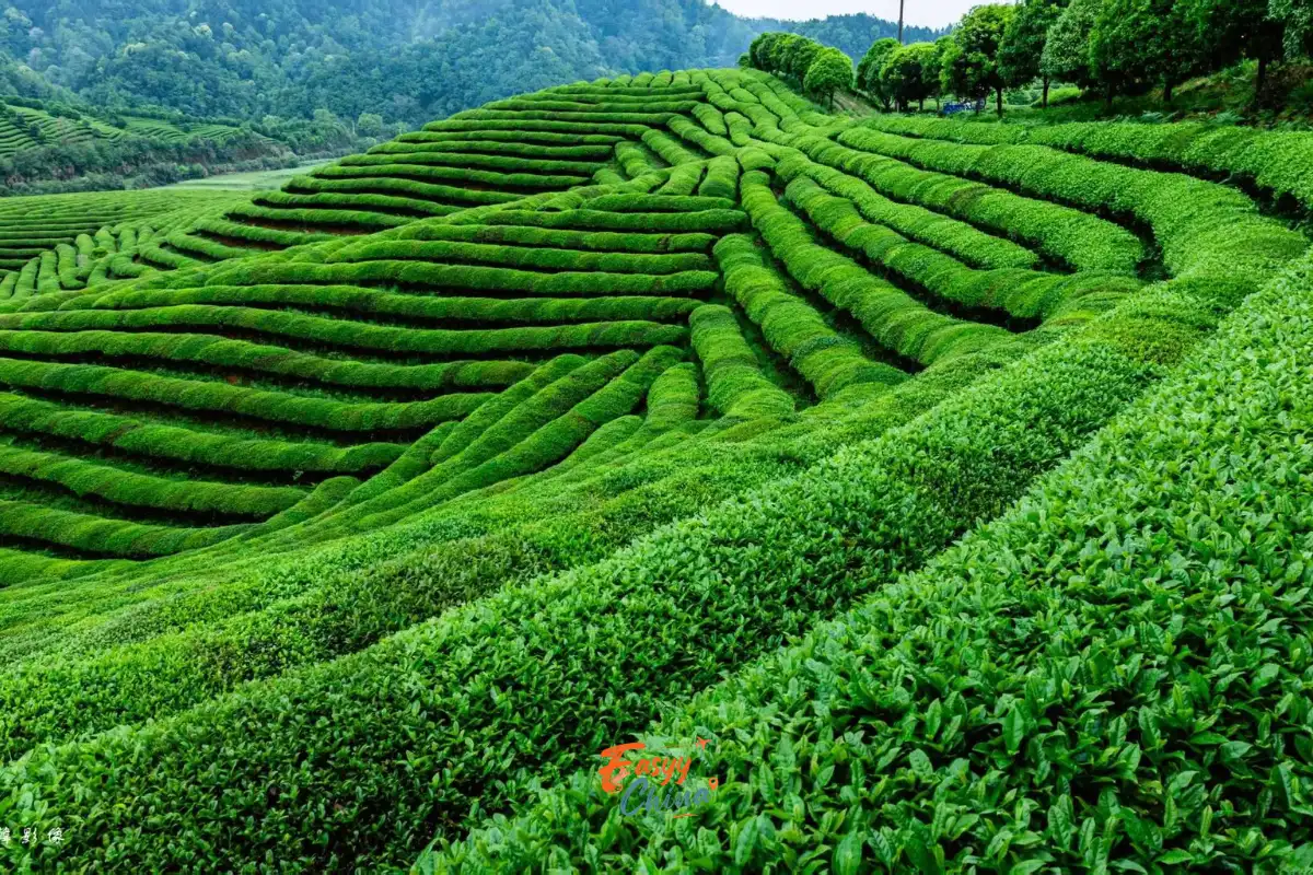 Những đồi chè xanh mướt ở Vụ Nguyên